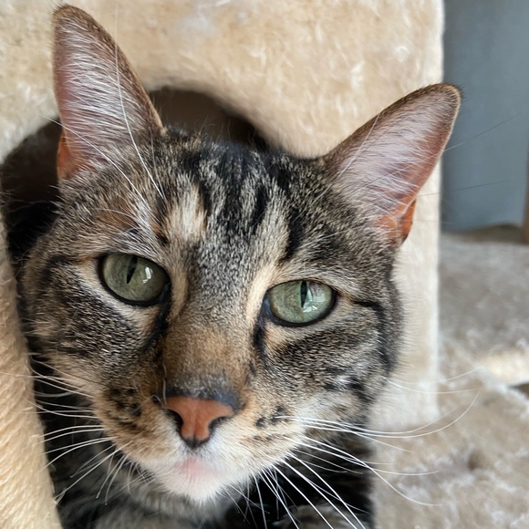 Meet your Posher, Jacqueline - Picture 2 of 6